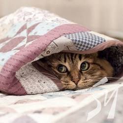 �������� ������������ 7 ������ �� ������� 54 ����